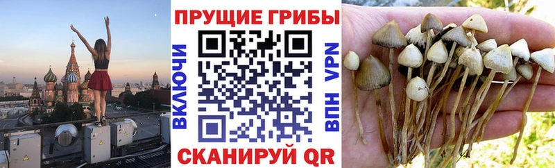 Купить где  Щигры  Псилоцибиновые грибы мицелий 